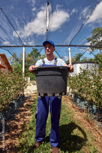 Obraz na płótnie Male gardener working in a blueberries organic farm. w salonie
