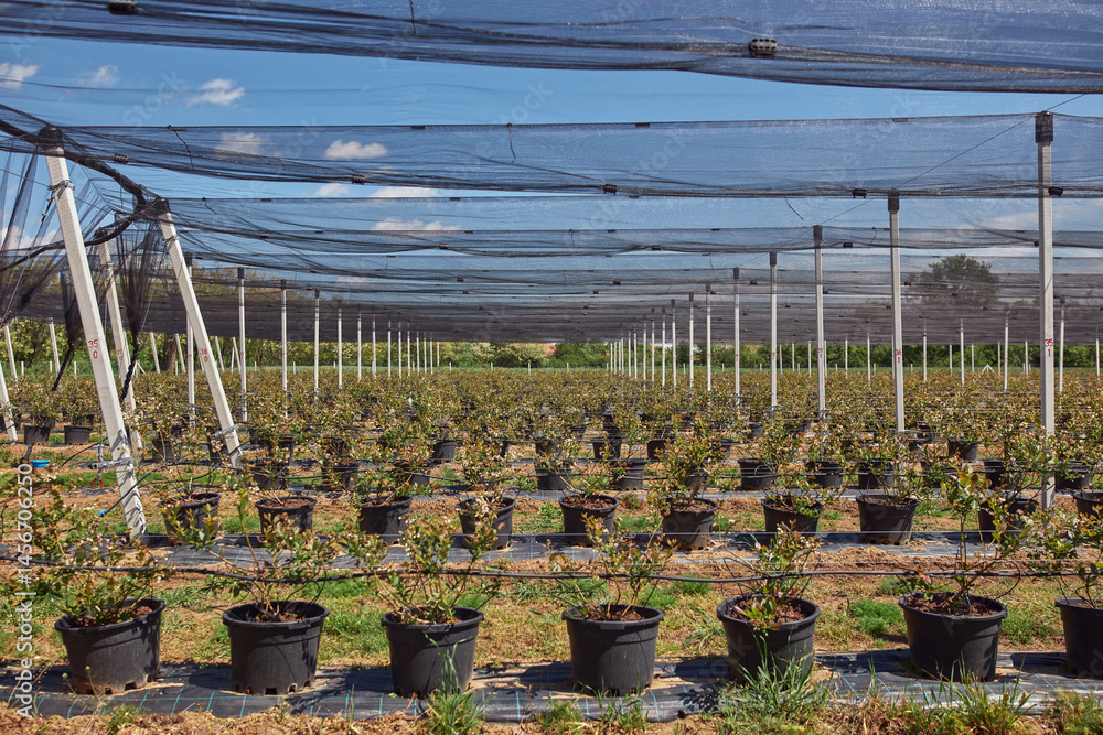 Blueberries organic farm with hail protective netting.