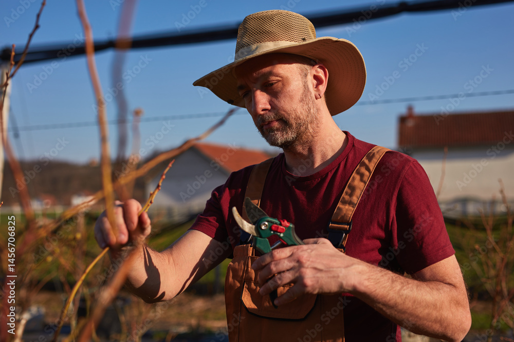 Male gardener with pruning shears working in a blueberries organic farm.