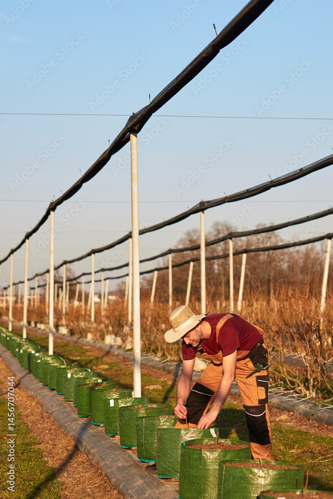 Male gardener with hat working in a blueberries organic farm.