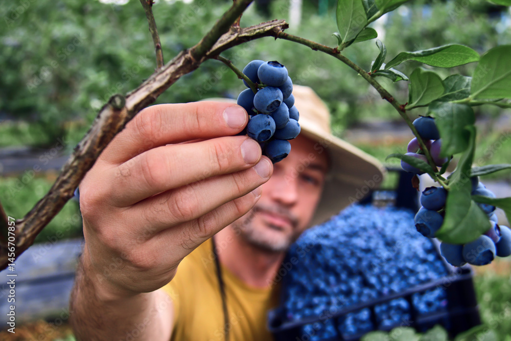 Farmer picking fresh blueberries on a farm.