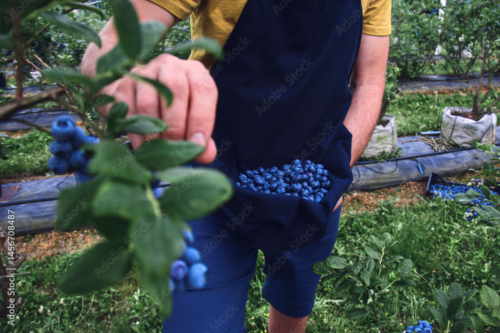 Farmer picking fresh blueberries on a farm.