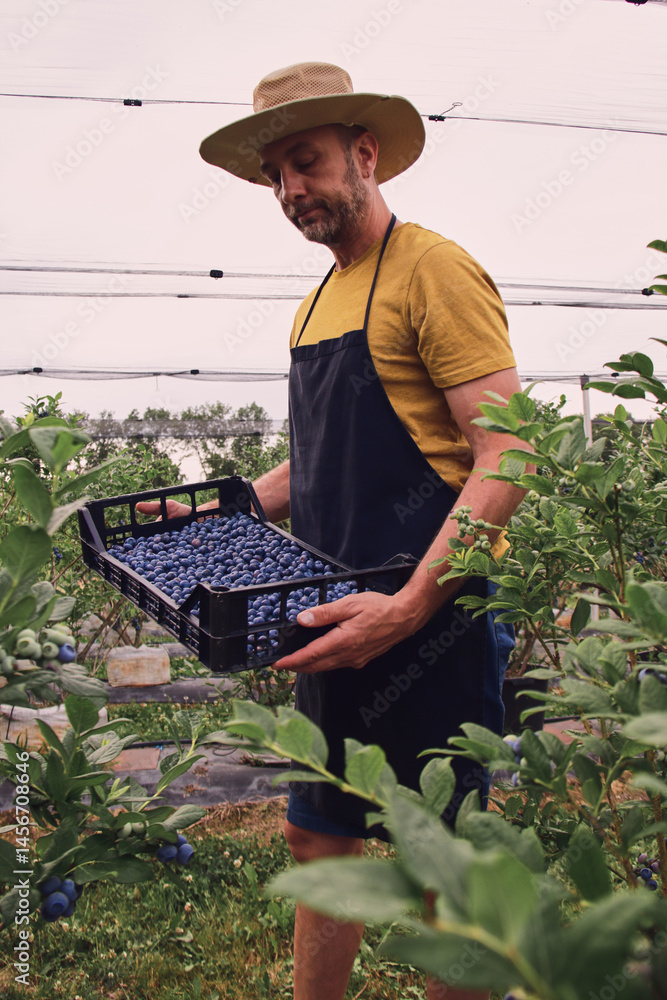 Farmer picking fresh blueberries on a farm.