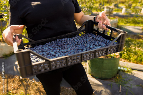 Obraz na płótnie Farmer picking fresh blueberries on a farm. w salonie