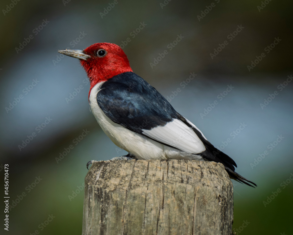 Fototapeta premium Red-headed Woodpecker