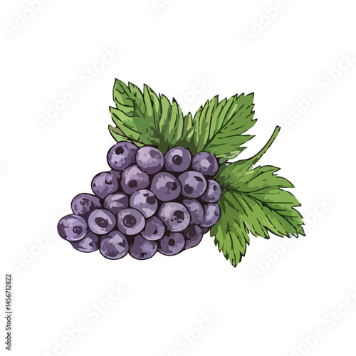 bunch of grapes isolated on white