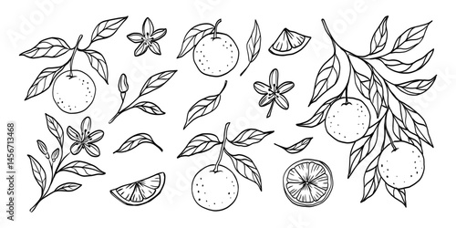 A drawing of a tree with various fruits and leaves, including oranges and lemons. The fruits are scattered throughout the drawing, with some located near the center and others towards the edges