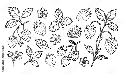 A drawing of strawberries and leaves. The drawing is of a strawberry plant with many strawberries and leaves