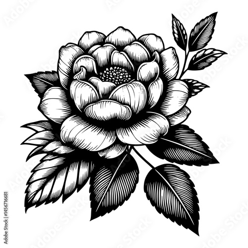 A vector jasmine flower illustration features elegant petals and intricate leaves, symbolizing purity and grace. Perfect for botanical, branding, or decor.