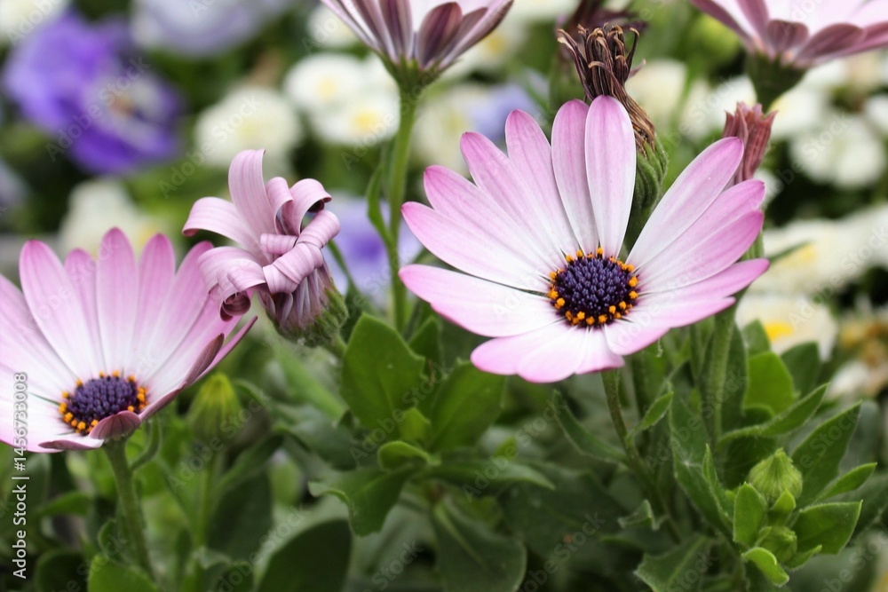 Fototapeta premium floral background, colorful beautiful flowers