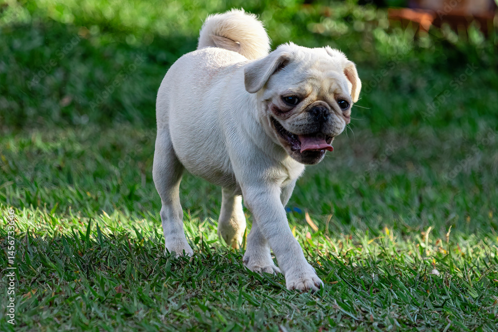 Fototapeta premium Pug dog walking through the grass
