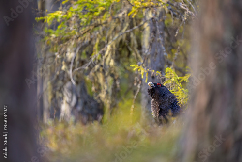 Obraz na płótnie Western capercaillie (Tetrao urogallus) in forest w salonie