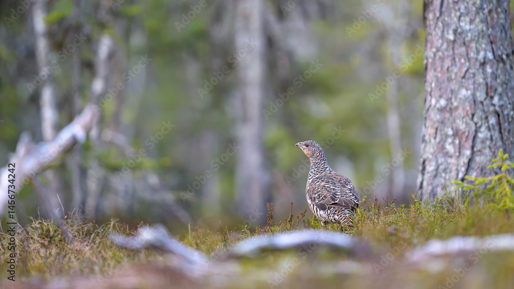 Western capercaillie (Tetrao urogallus) in forest