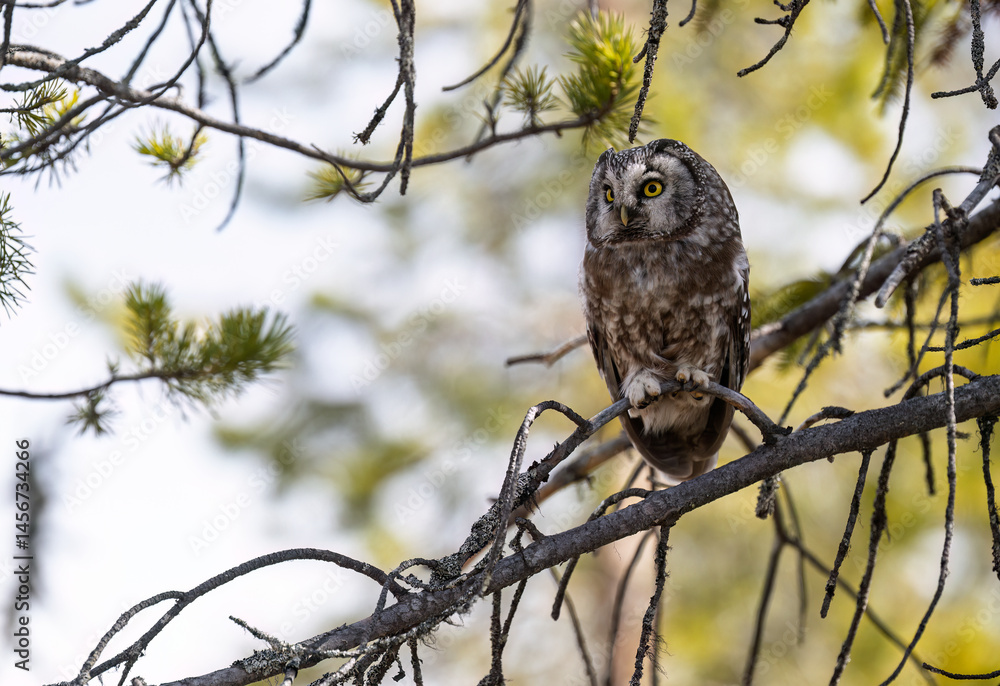 Eurasian pygmy owl (Glaucidium passerinum) in forest
