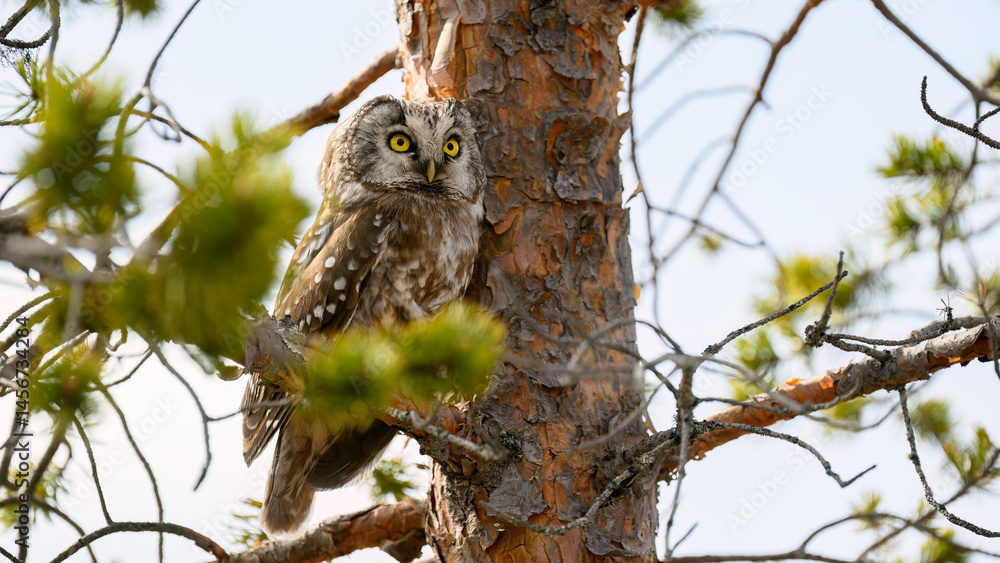 Eurasian pygmy owl (Glaucidium passerinum) in forest