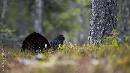 Obraz na płótnie Western Capercaillie (Tetrao Urogallus) Wood Grouse at lek during the courting season w salonie