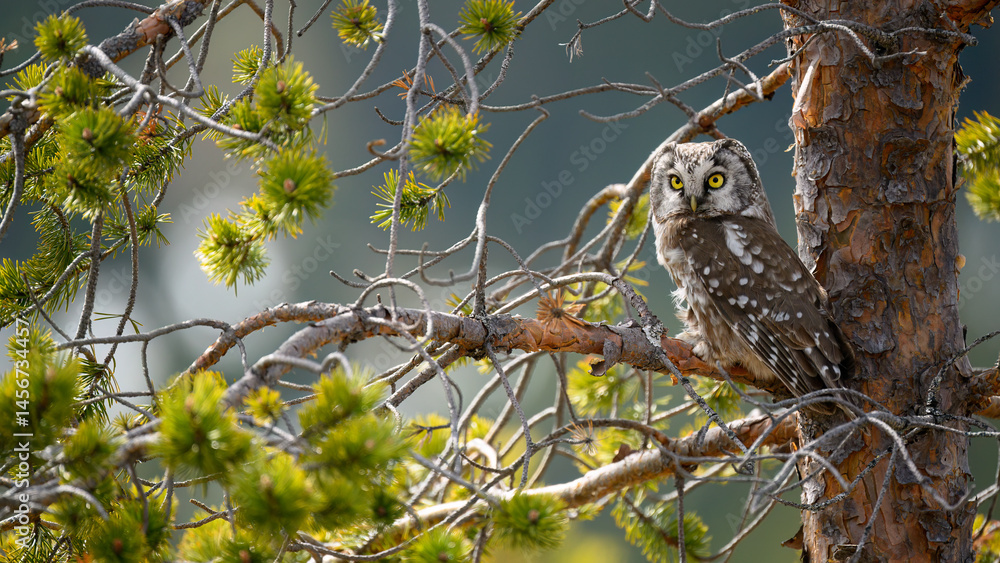Eurasian pygmy owl (Glaucidium passerinum) in forest