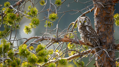 Obraz na płótnie Eurasian pygmy owl (Glaucidium passerinum) in forest w salonie