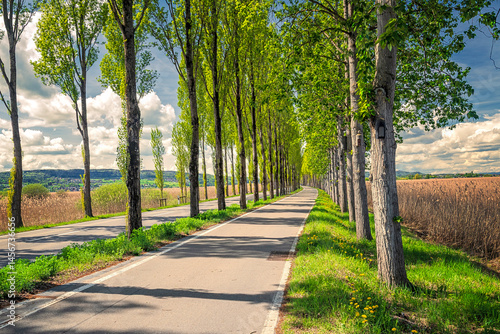 Famous aspen-lined Avenue to Reichenau Island at Lake Constance, Baden-Württemberg, Germany