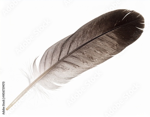 Obraz na płótnie A single, detailed bird feather isolated on a white background, showcasing its natural textures and color gradient w salonie