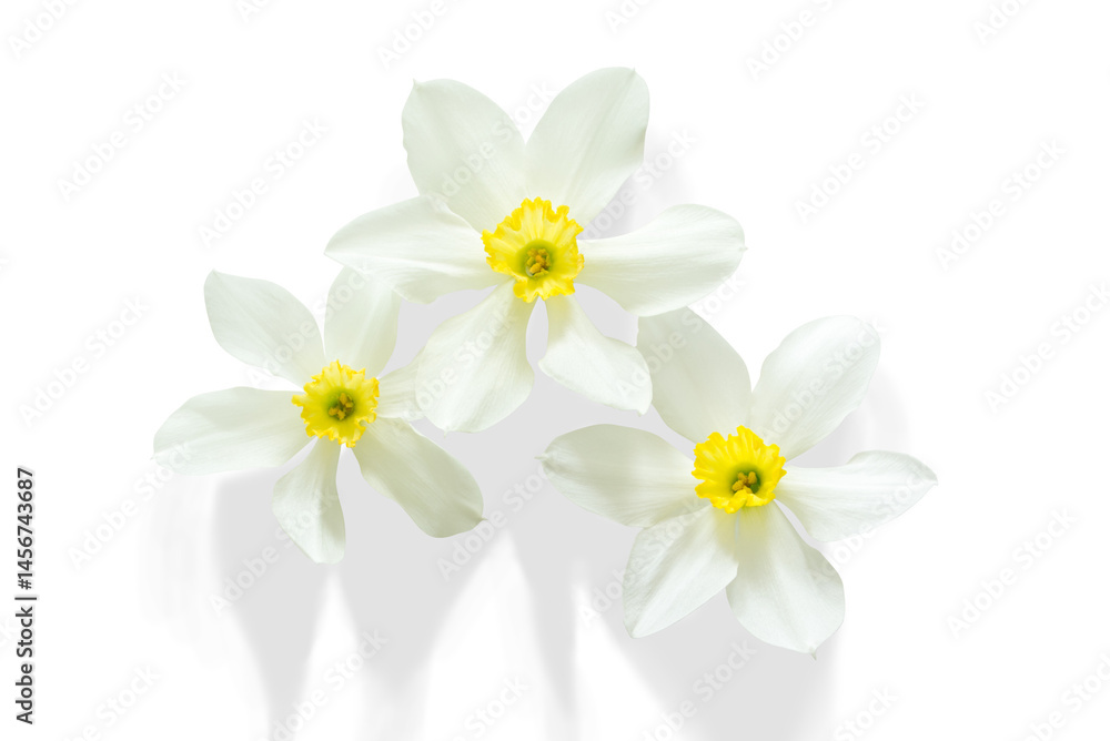 Fototapeta premium Drei frei gestellte Narzissen-Blüten mit Schatten. Geeignet für Bildkreationen oder selbst gestaltete Grußkarten.