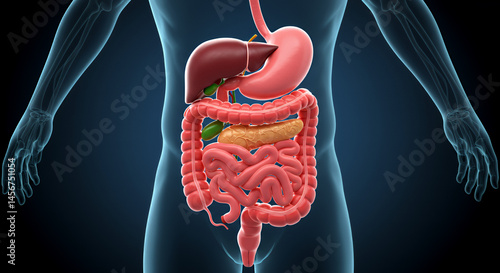 Detailed 3D Human Gastrointestinal Tract Anatomy Illustration