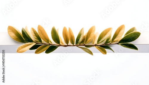 A sprig with green and yellow leaves rests on a white surface against a white background
