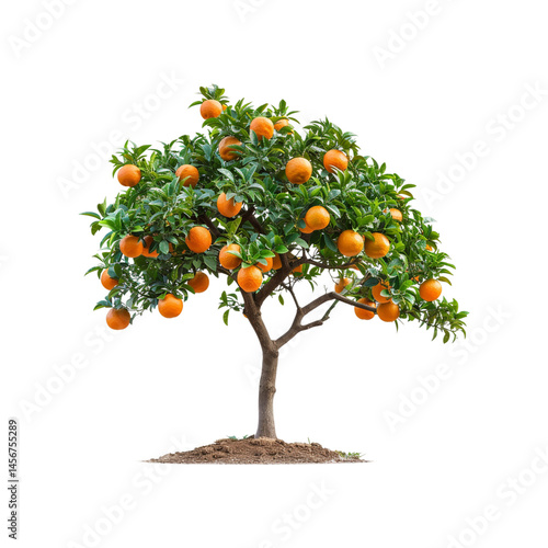 orange tree png