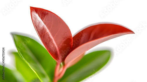 Close-up of vibrant red new growth leaves emerging from lush green foliage against a stark white background