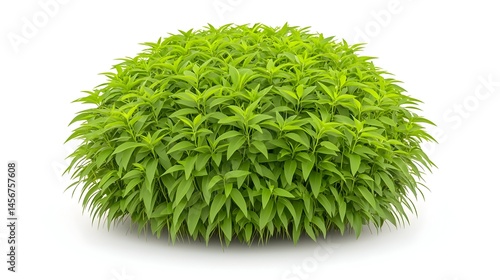Lush, vibrant green shrub, rounded shape, isolated on white background.  Ideal for landscaping or garden design