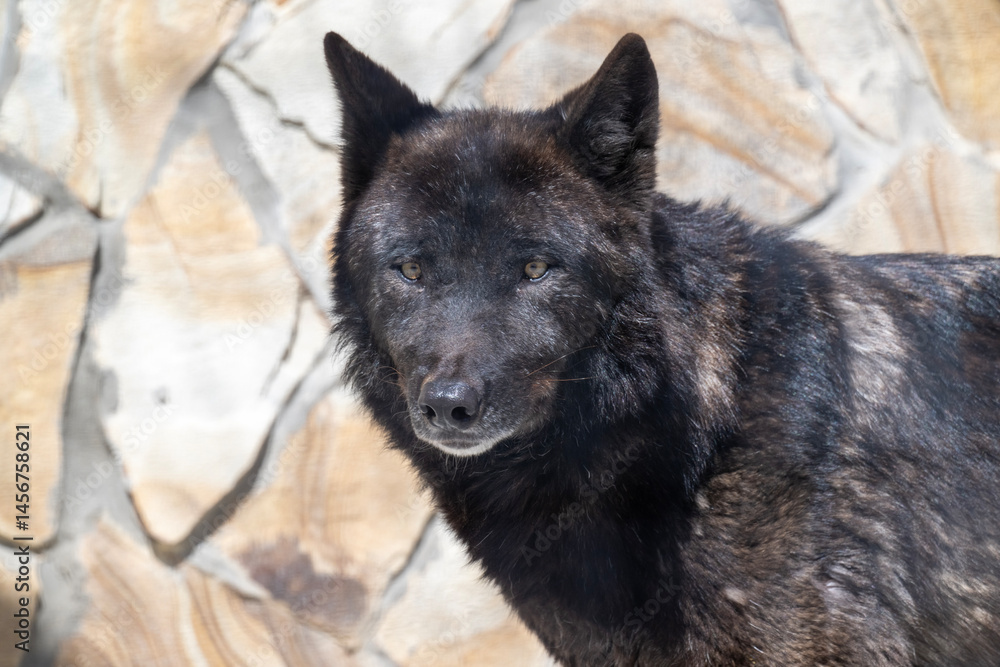 Fototapeta premium black wolf close up in natural conditions on a sunny spring day