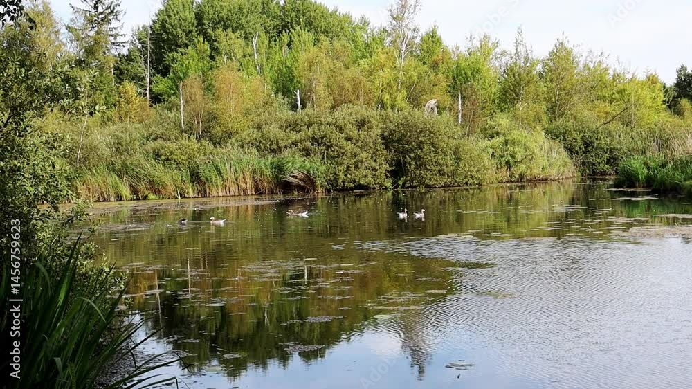 Ducks swim in a pond surrounded by green trees Ducks swim in a pond surrounded by green trees