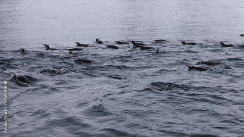 Gentoo penguins (Pygoscelis papua) are swimming in the Southern Ocean. Antarctica