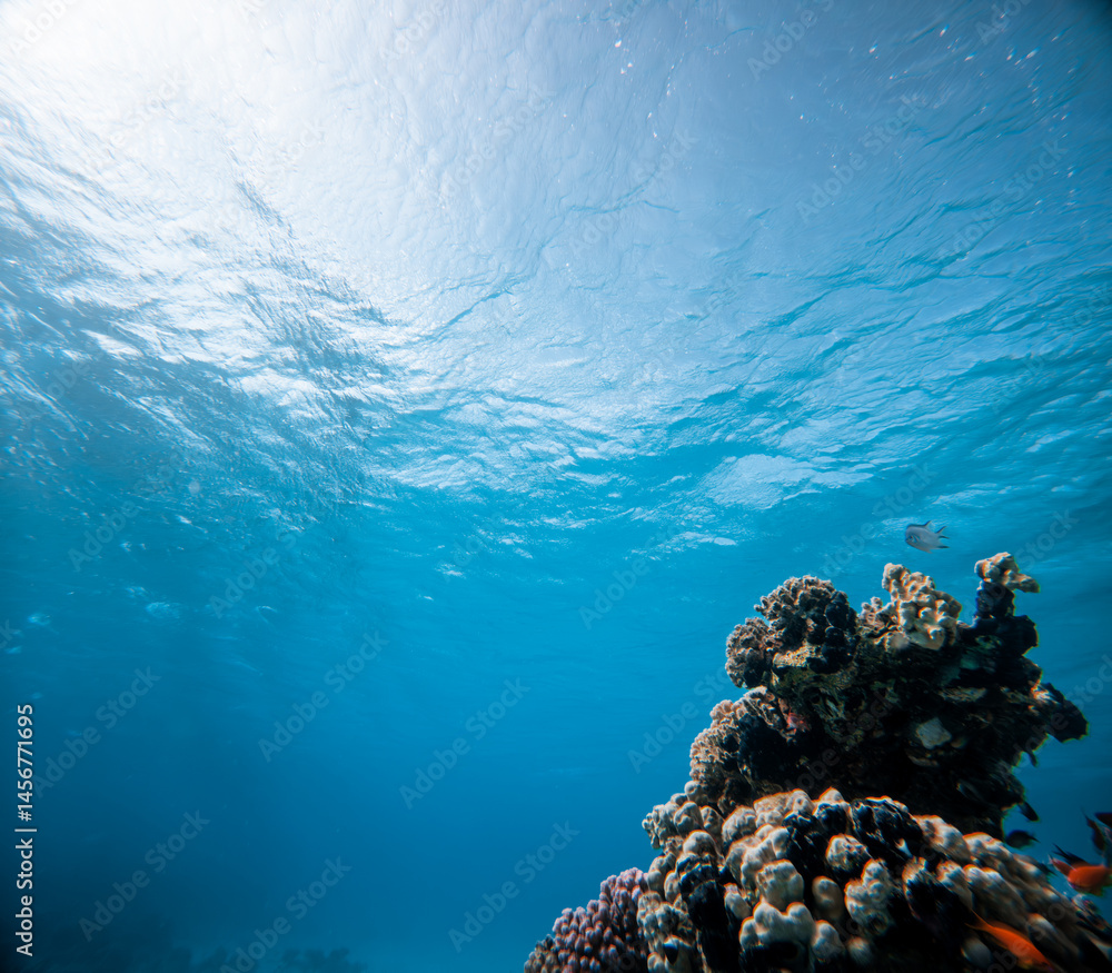 Fototapeta premium Underwater view of coral reef and tropical fish in the Red Sea.