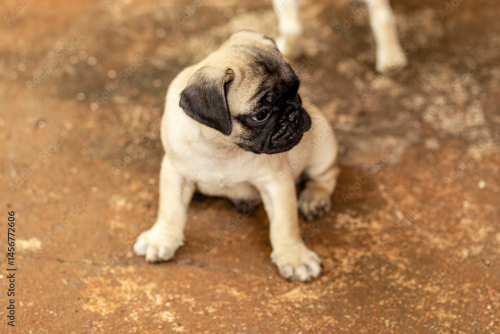 Obraz premium Cute pug puppy lying on the cement floor