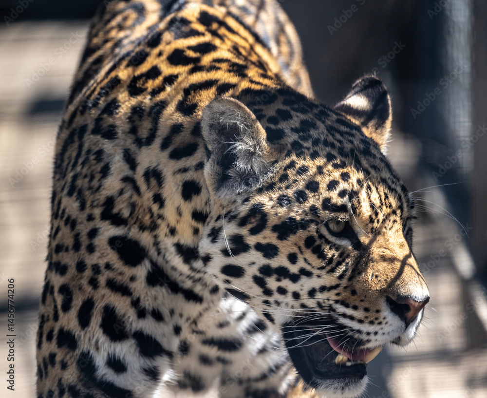 Obraz premium a beautiful adult leopard is awake on a sunny spring day