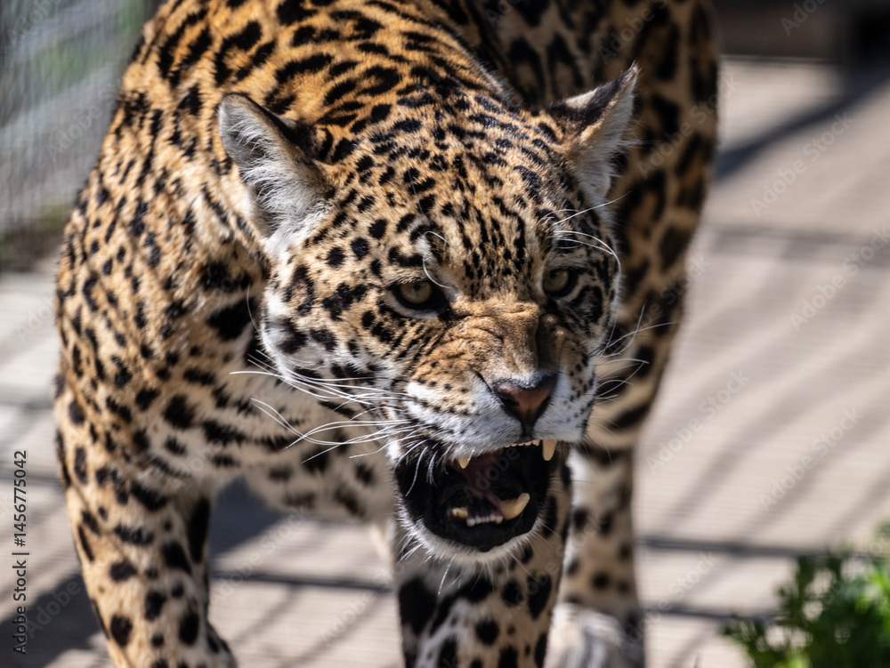 Fototapeta premium a beautiful adult leopard is awake on a sunny spring day