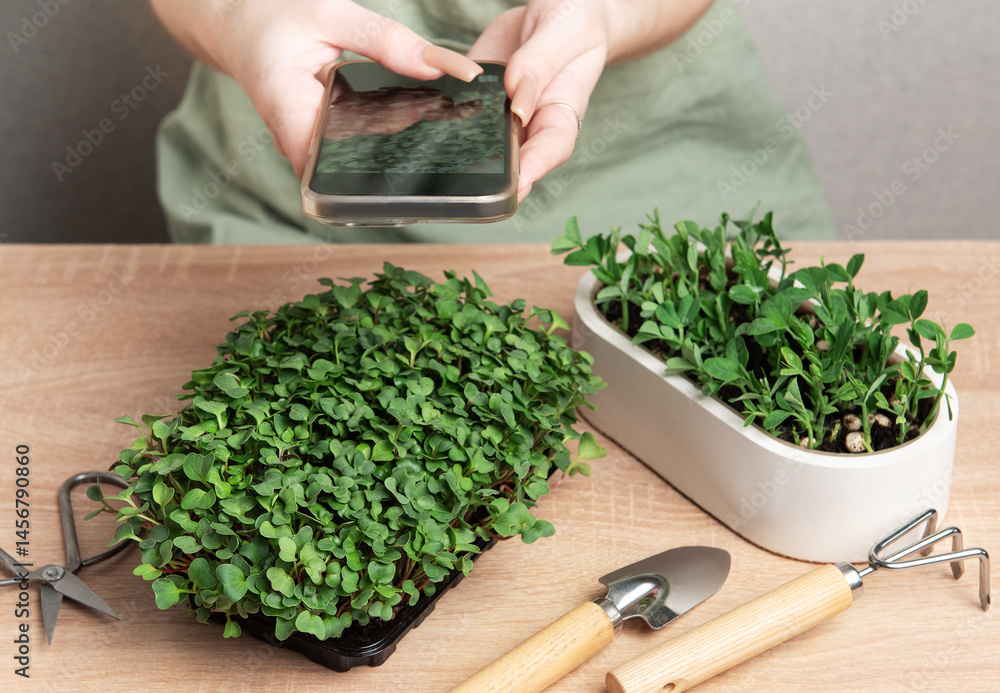 Woman taking photo of microgreens with smartphone, home gardening and healthy lifestyle