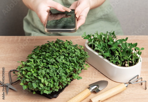 Obraz na płótnie Woman taking photo of microgreens with smartphone, home gardening and healthy lifestyle w salonie