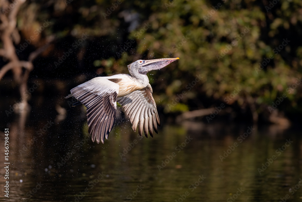 pelican bird pelican bird