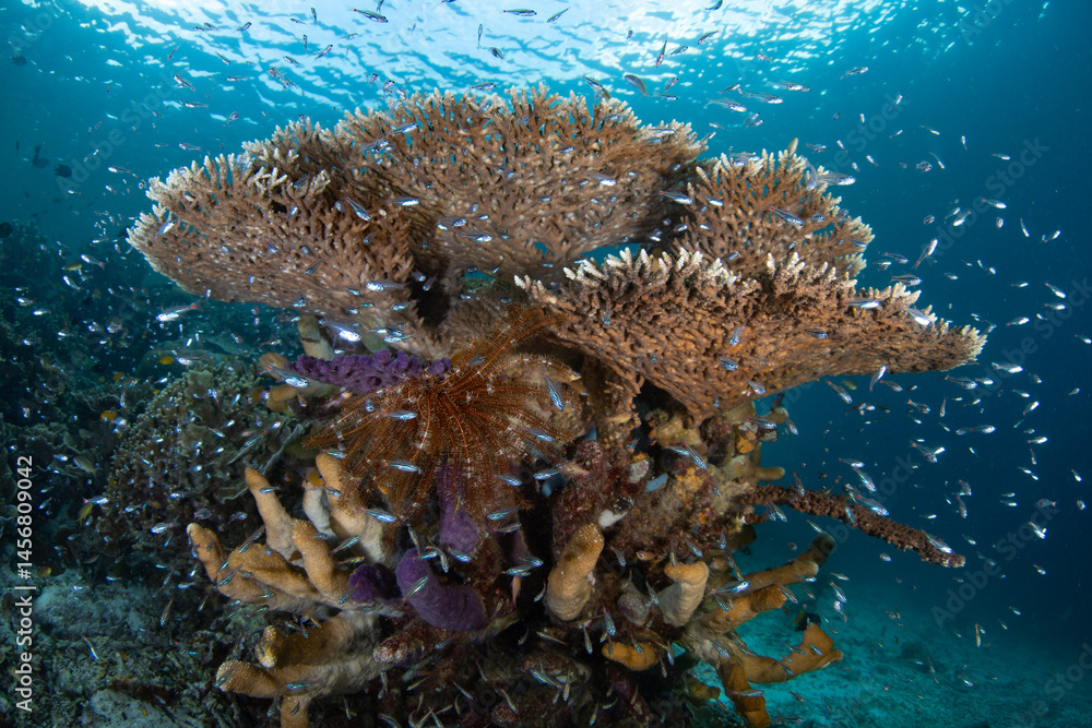 Fototapeta premium A vibrant reef, full of fish and corals, grows in the shallows of Halmahera, Indonesia. This beautiful, tropical region, in eastern Indonesia, is home to the greatest marine biodiversity on Earth.