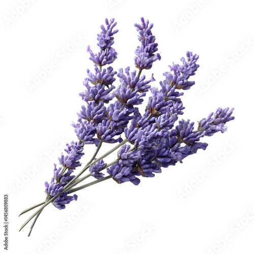 Lavender Flowers Sprigs Transparent PNG