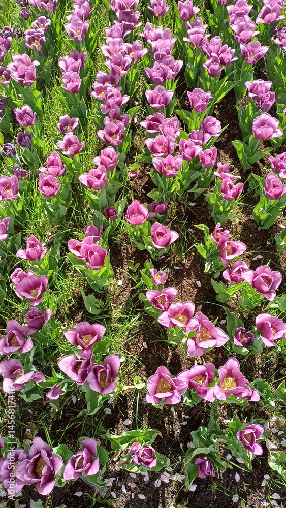 Obraz premium Beautiful pink tulips blooming in a vibrant garden during springtime