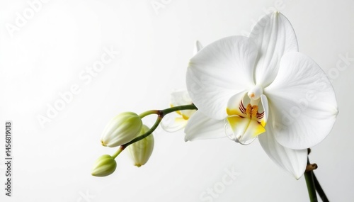 Delicate white orchid blossom on pure white background, flower, subtle, natural beauty