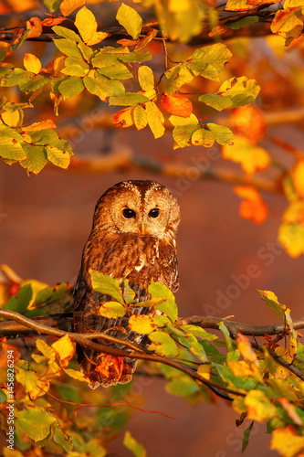 Tawny owl (Strix aluco) resting quietly among golden autumn leaves. Deciduous forest canopy softly glowing in evening light. Harmonious composition and warm colors create a tranquil woodland portrait.