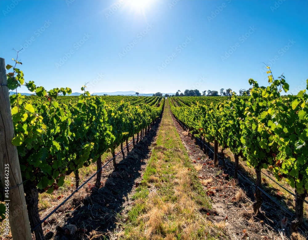 Vineyard Rows Under Sunny Sky Vineyard Rows Under Sunny Sky