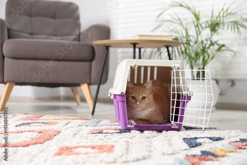 Tableau sur toile Cute cat in open pet carrier on floor at home