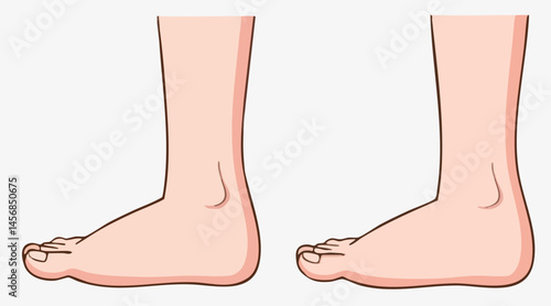 Human feet anatomical illustration side view pair. Vector Image