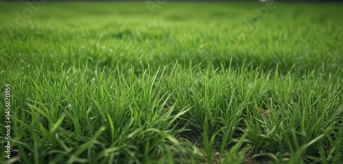 Wallpaper Mural Soft, young shoots of grass, bright green, textured surface , bright, photo Torontodigital.ca