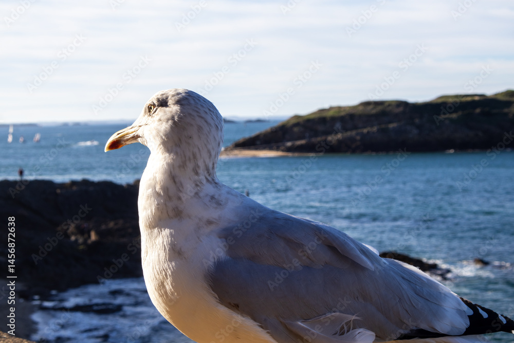 seagull on the rock